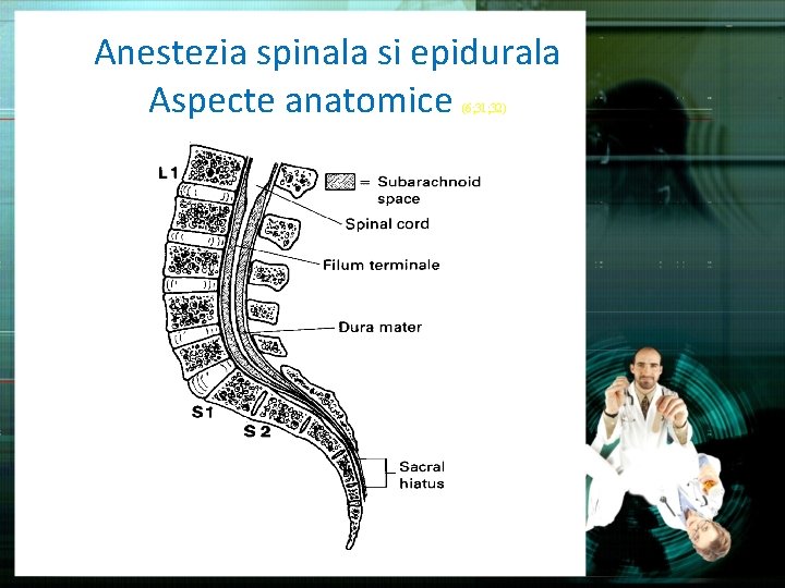 Anestezia spinala si epidurala Aspecte anatomice (6; 31; 32) 