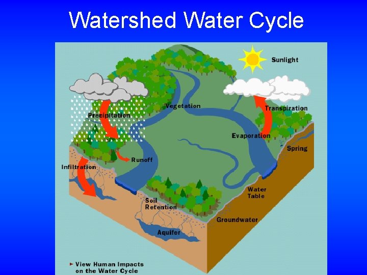 Watershed Water Cycle 