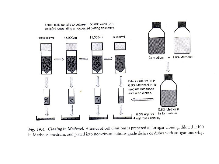 Cloning and Selection Cloning Why Do We Need