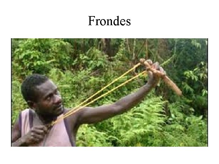 Frondes 