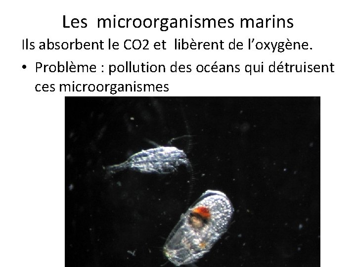 Les microorganismes marins Ils absorbent le CO 2 et libèrent de l’oxygène. • Problème