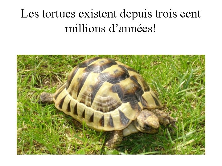 Les tortues existent depuis trois cent millions d’années! 