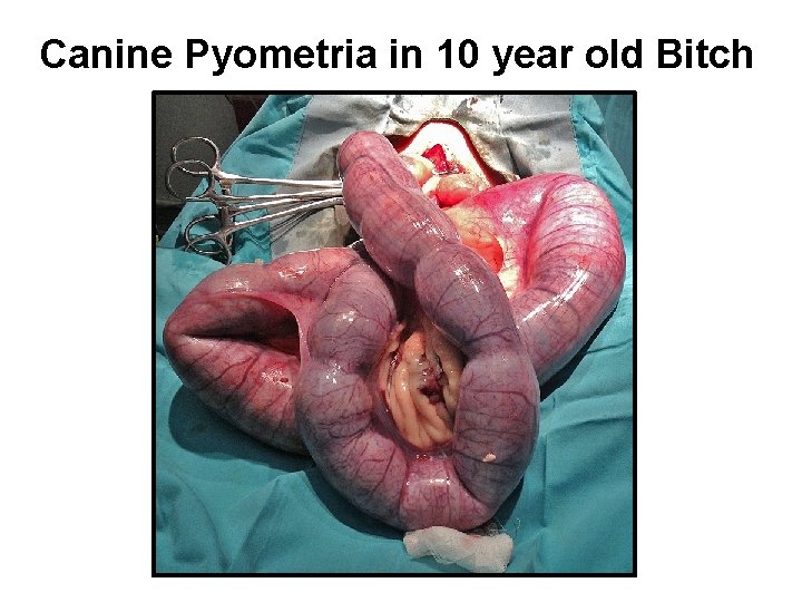 Canine Pyometria in 10 year old Bitch 