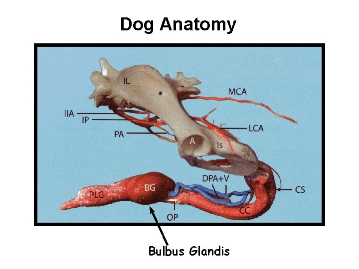 Dog Anatomy Bulbus Glandis 