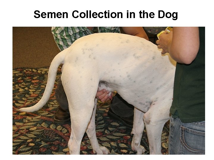 Semen Collection in the Dog 