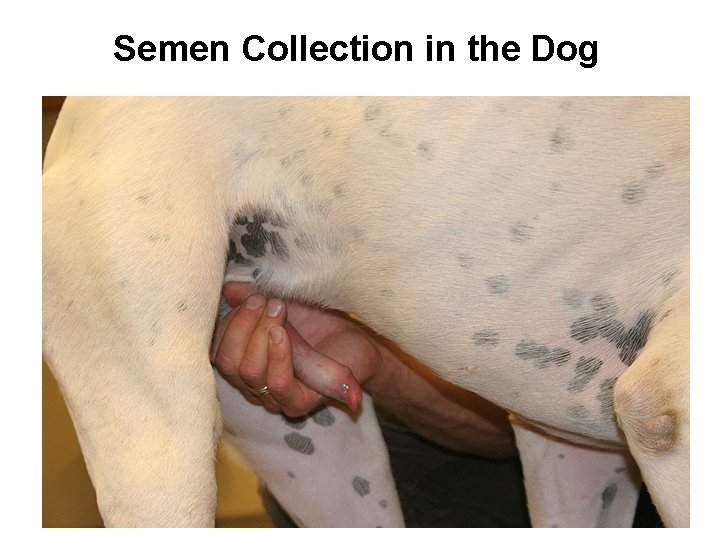 Semen Collection in the Dog 