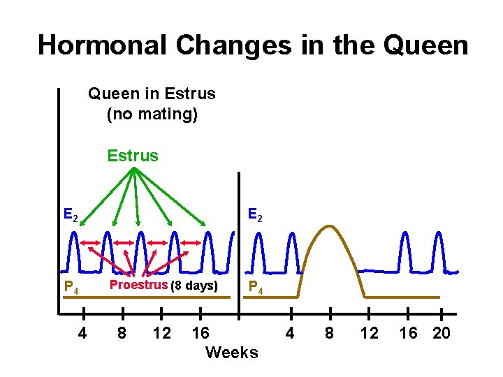Hormonal Changes in the Queen in Estrus (no mating) Estrus E 2 P 4