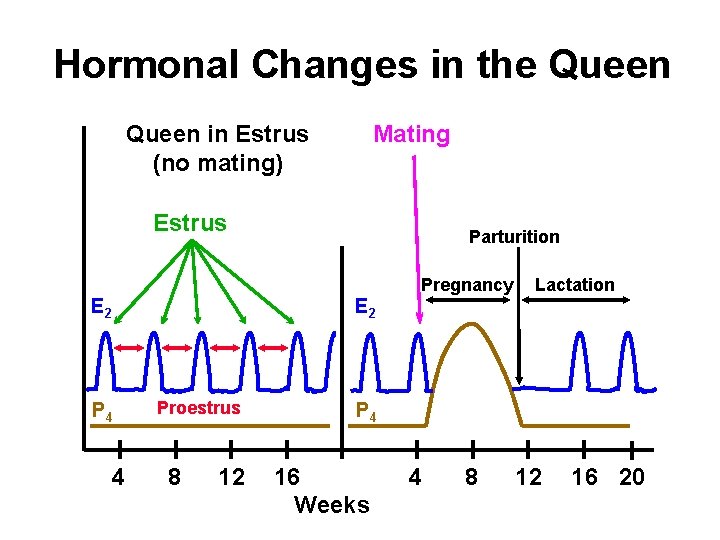 Hormonal Changes in the Queen in Estrus (no mating) Mating Estrus E 2 P