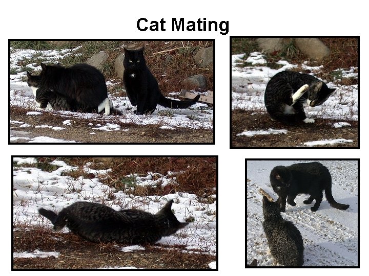 Cat Mating 