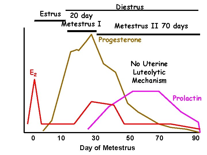 Estrus 20 day Metestrus I Diestrus Metestrus II 70 days Progesterone No Uterine Luteolytic