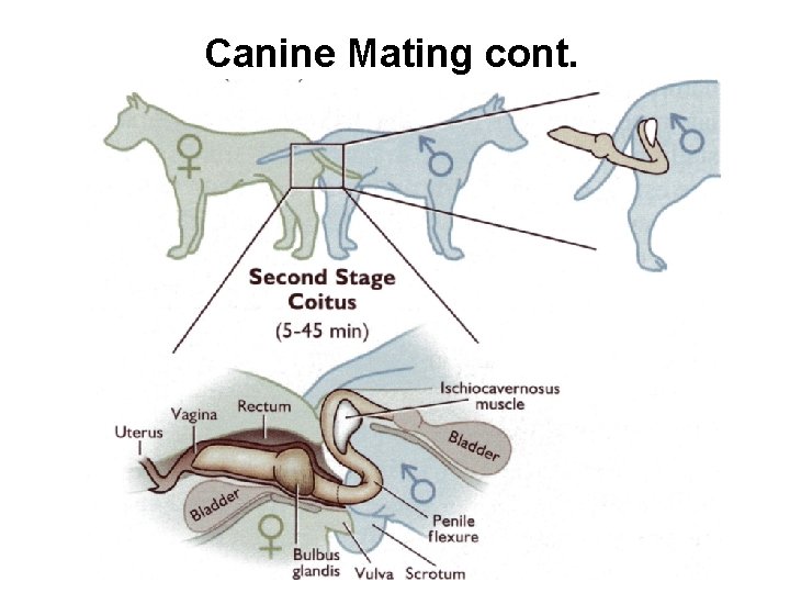 Canine Mating cont. 
