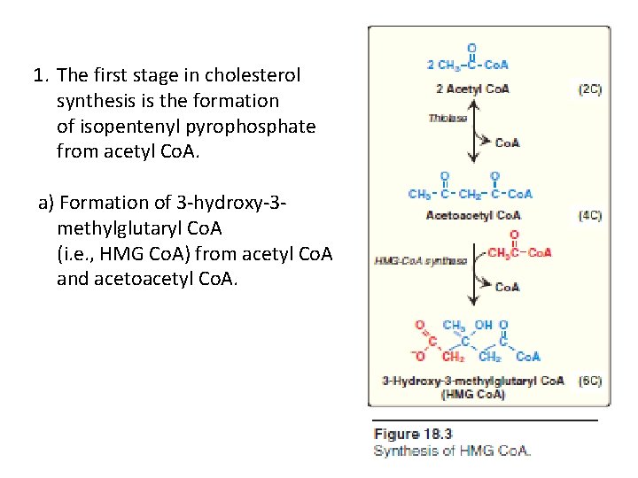 1. The first stage in cholesterol synthesis is the formation of isopentenyl pyrophosphate from