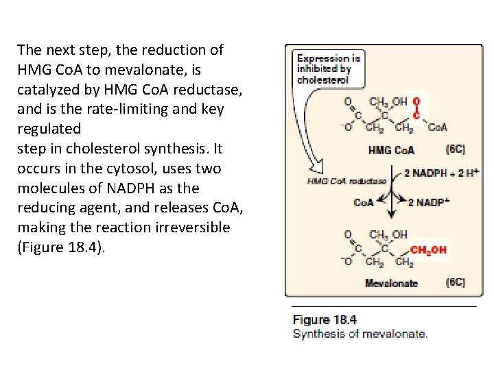 The next step, the reduction of HMG Co. A to mevalonate, is catalyzed by