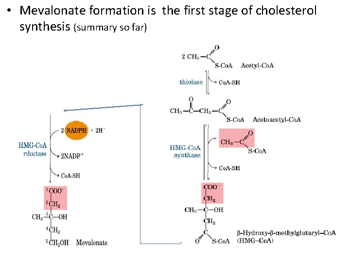  • Mevalonate formation is the first stage of cholesterol synthesis (summary so far)