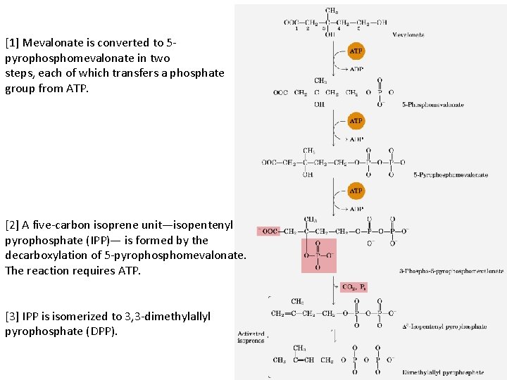 [1] Mevalonate is converted to 5 pyrophosphomevalonate in two steps, each of which transfers
