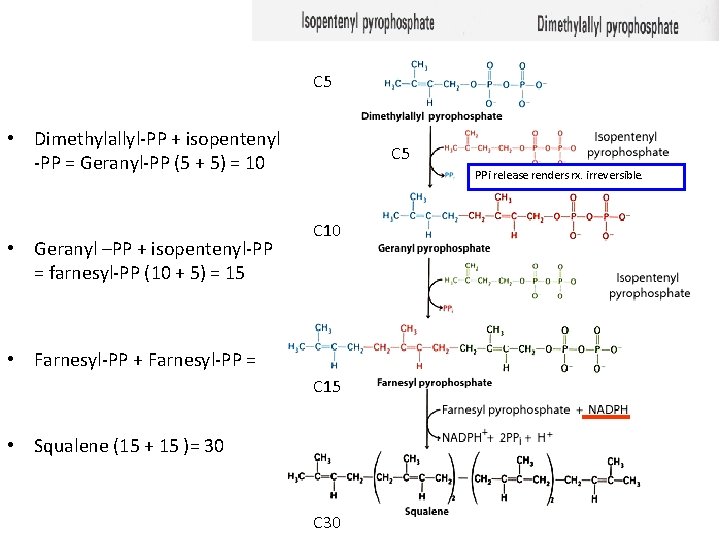 C 5 • Dimethylallyl-PP + isopentenyl -PP = Geranyl-PP (5 + 5) = 10