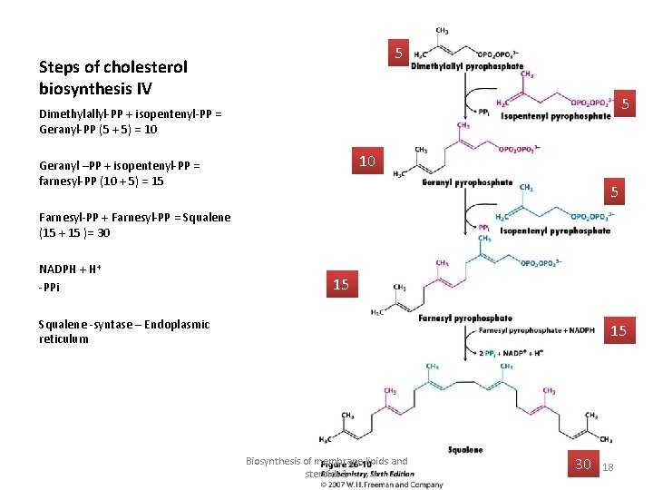 5 Steps of cholesterol biosynthesis IV 5 Dimethylallyl-PP + isopentenyl-PP = Geranyl-PP (5 +