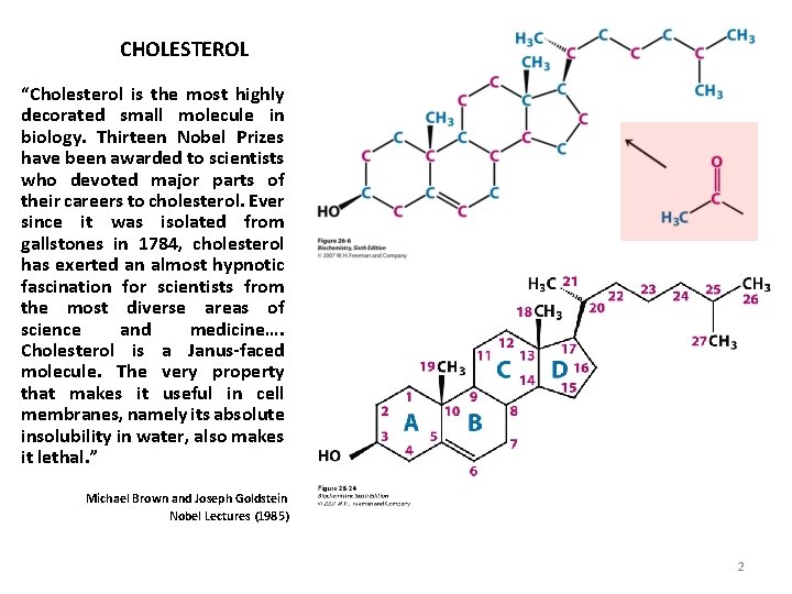 CHOLESTEROL “Cholesterol is the most highly decorated small molecule in biology. Thirteen Nobel Prizes