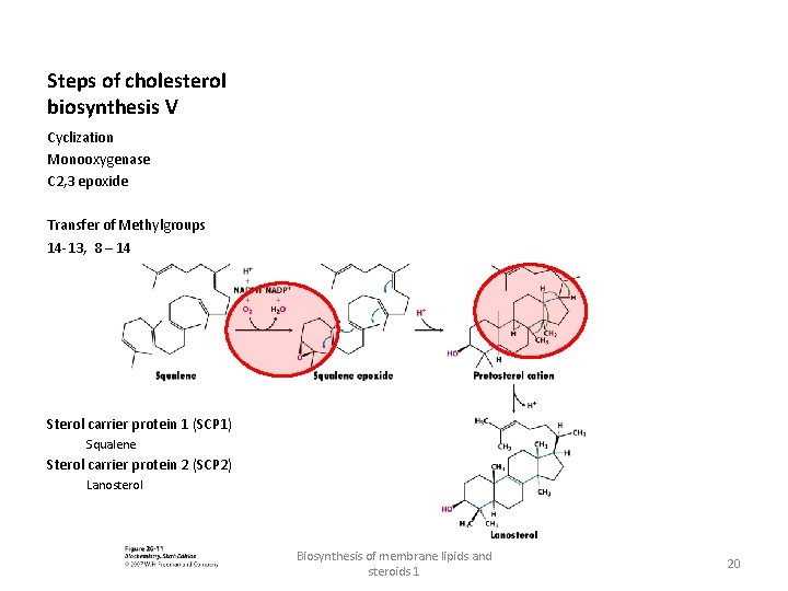 Steps of cholesterol biosynthesis V Cyclization Monooxygenase C 2, 3 epoxide Transfer of Methylgroups