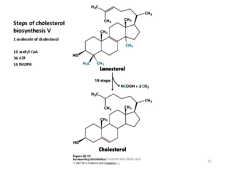 Steps of cholesterol biosynthesis V 1 molecule of cholesterol 18 acetyl-Co. A 36 ATP