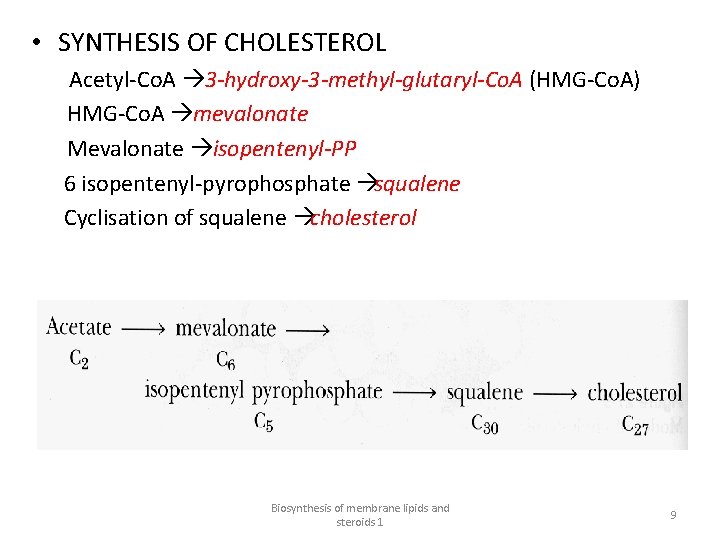  • SYNTHESIS OF CHOLESTEROL Acetyl-Co. A à 3 -hydroxy-3 -methyl-glutaryl-Co. A (HMG-Co. A)