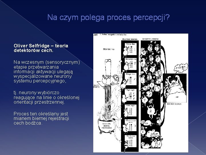 Na czym polega proces percepcji? Oliver Selfridge – teoria detektorów cech. Na wczesnym (sensorycznym)