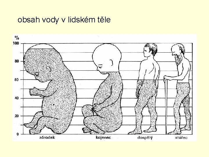 obsah vody v lidském těle 