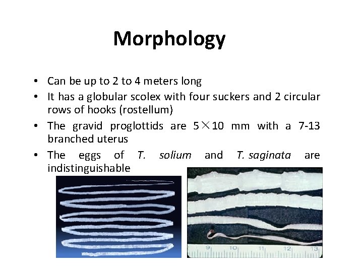 Morphology • Can be up to 2 to 4 meters long • It has