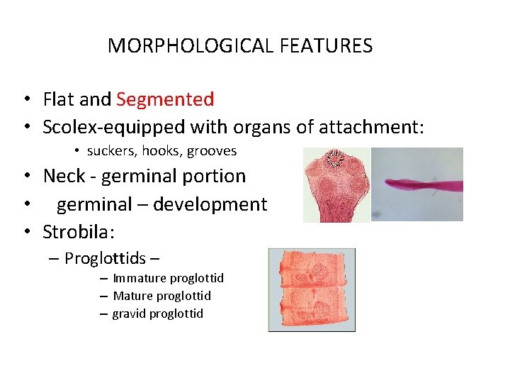 MORPHOLOGICAL FEATURES • Flat and Segmented • Scolex-equipped with organs of attachment: • suckers,