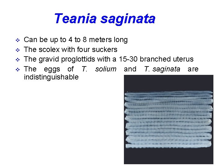 Teania saginata v v Can be up to 4 to 8 meters long The