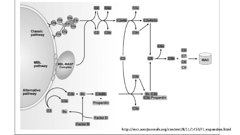 http: //mcr. aacrjournals. org/content/8/11/1453/F 1. expansion. html 