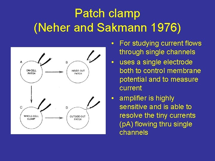 Patch clamp (Neher and Sakmann 1976) • For studying current flows through single channels