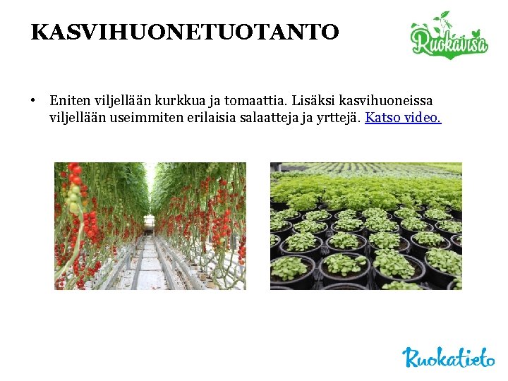 KASVIHUONETUOTANTO • Eniten viljellään kurkkua ja tomaattia. Lisäksi kasvihuoneissa viljellään useimmiten erilaisia salaatteja ja