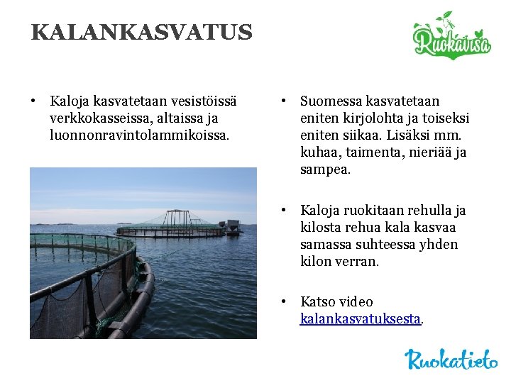 KALANKASVATUS • Kaloja kasvatetaan vesistöissä verkkokasseissa, altaissa ja luonnonravintolammikoissa. • Suomessa kasvatetaan eniten kirjolohta