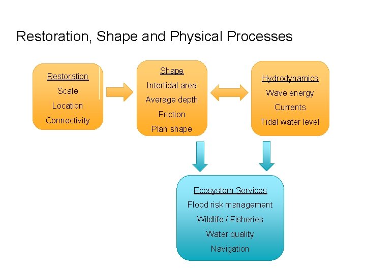 Restoration, Shape and Physical Processes Restoration Scale Location Connectivity Shape Hydrodynamics Intertidal area Wave
