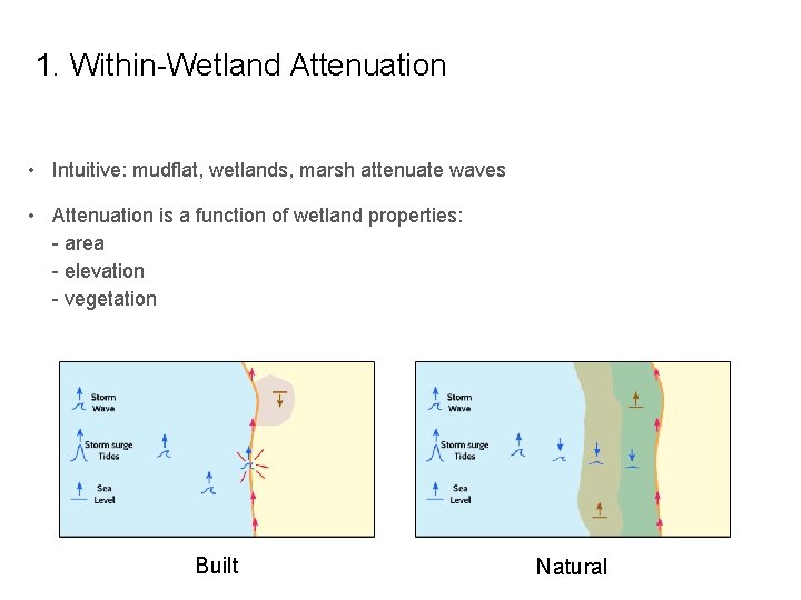 1. Within-Wetland Attenuation • Intuitive: mudflat, wetlands, marsh attenuate waves • Attenuation is a