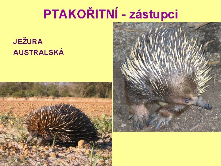 PTAKOŘITNÍ - zástupci JEŽURA AUSTRALSKÁ 