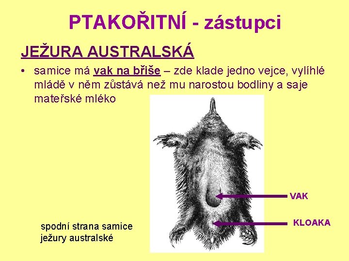 PTAKOŘITNÍ - zástupci JEŽURA AUSTRALSKÁ • samice má vak na břiše – zde klade