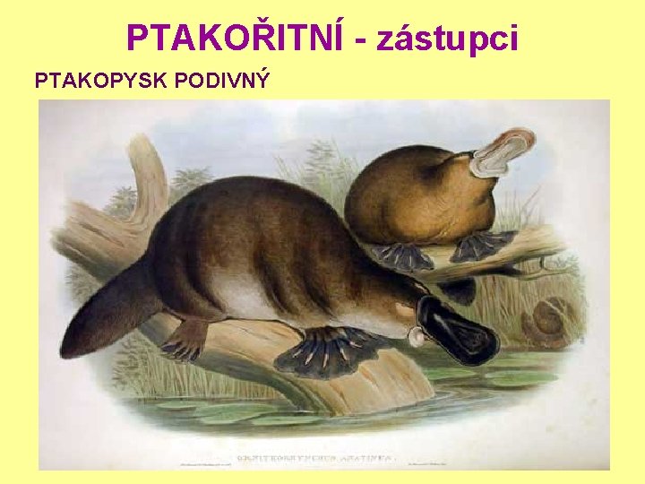 PTAKOŘITNÍ - zástupci PTAKOPYSK PODIVNÝ 