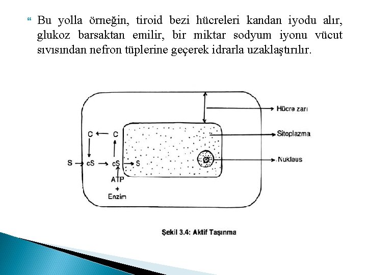  Bu yolla örneğin, tiroid bezi hücreleri kandan iyodu alır, glukoz barsaktan emilir, bir