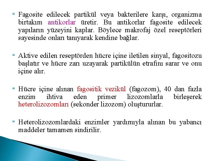  Fagosite edilecek partikül veya bakterilere karşı, organizma birtakım antikorlar üretir. Bu antikorlar fagosite