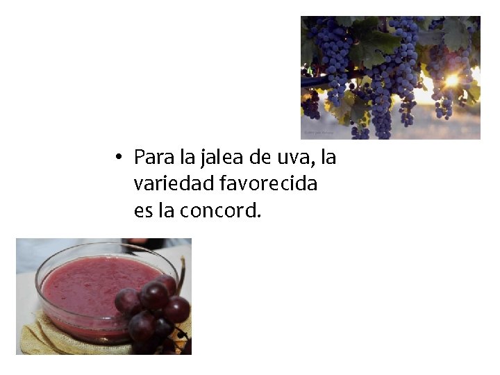 • Para la jalea de uva, la variedad favorecida es la concord. • Para la jalea de uva, la variedad favorecida es la concord.