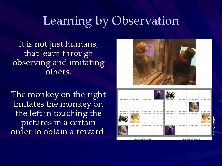 Learning by Observation ©Herb Terrace The monkey on the right imitates the monkey on