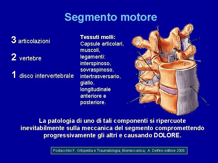 Segmento motore 3 articolazioni 2 vertebre 1 disco intervertebrale Tessuti molli: Capsule articolari, muscoli,