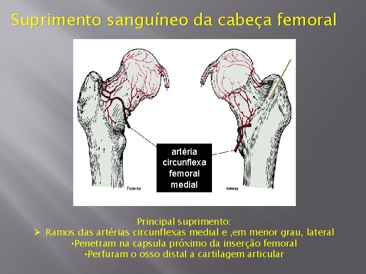 Suprimento sanguíneo da cabeça femoral artéria circunflexa femoral medial Principal suprimento: Ø Ramos das