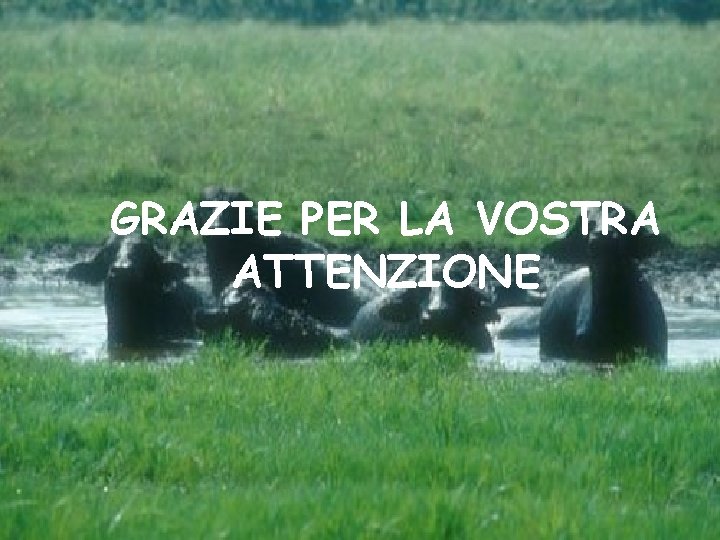 GRAZIE PER LA VOSTRA ATTENZIONE 