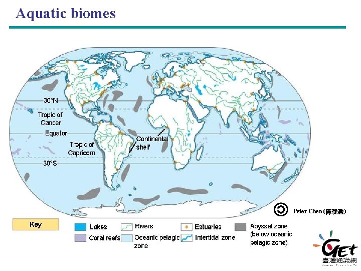 Aquatic biomes Peter Chen (陈晚盈) 