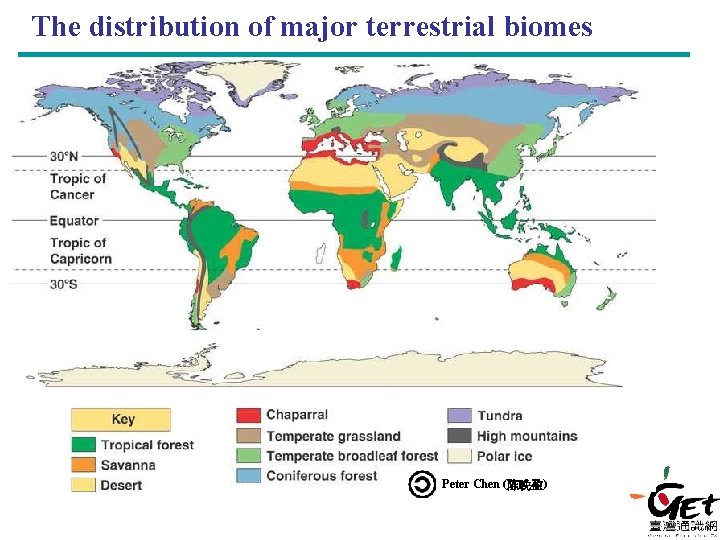 The distribution of major terrestrial biomes Peter Chen (陈晚盈) 