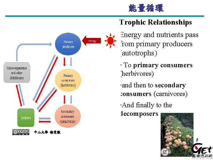 能量循環 Trophic Relationships Energy and nutrients pass from primary producers (autotrophs) • To primary