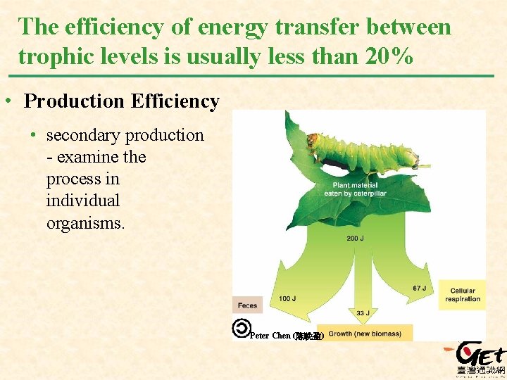 The efficiency of energy transfer between trophic levels is usually less than 20% •